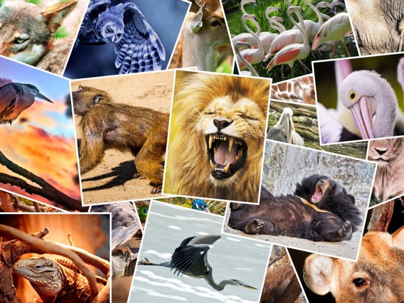 Naturschutz: WWF: Tierbestände nehmen weiter stark ab
