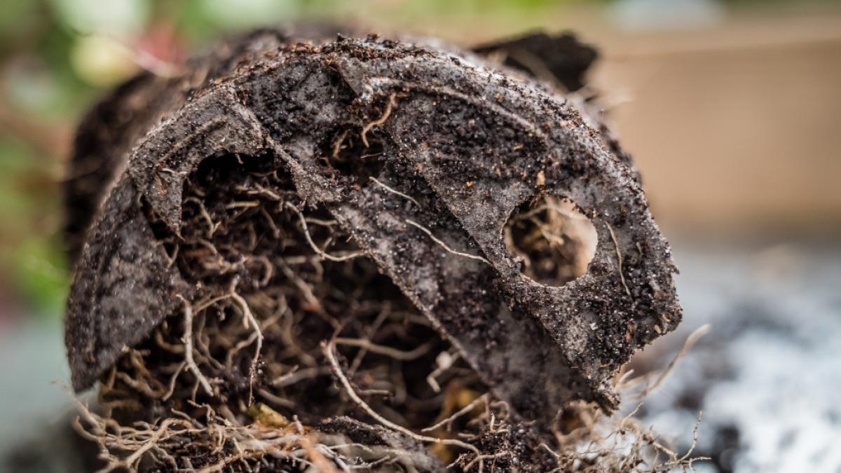 Nach zw&ouml;lf Monaten soll sich der Pottburri komplett zersetzt haben. (Foto)
