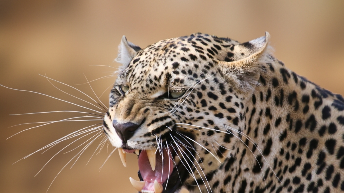 Der Leopard soll das M&auml;dchen in zwei Teile zerfetzt haben. (Foto)