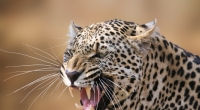 Der Leopard soll das Mädchen in zwei Teile zerfetzt haben.