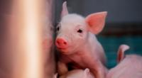 In China wurde ein bislang unbekannter Typus der Schweinegrippe entdeckt - der Influenza-Stamm könnte der Menschheit die nächste Pandemie nach dem Coronavirus bescheren.