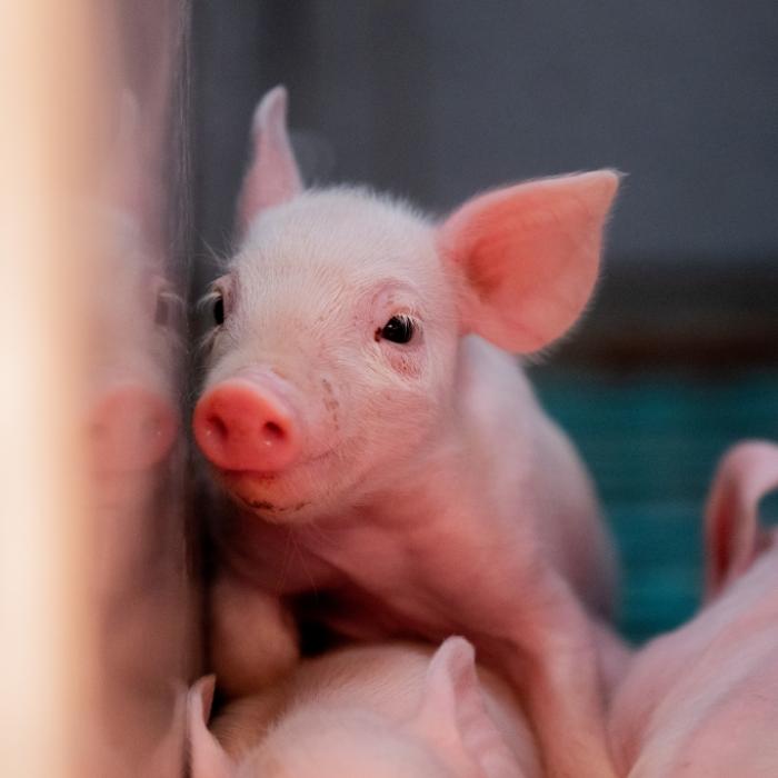 Neue Pandemie droht! Forscher wegen Virus-Mutation alarmiert