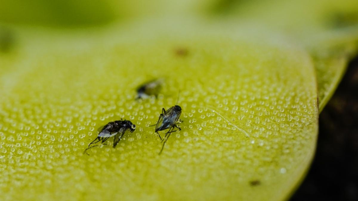 Mit einer selbstgebauten Falle werden Sie Fruchtfliegen los, ohne der Umwelt zu schaden. (Foto)