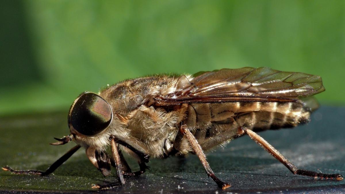 Bei Allergikern kann der Stich einer Pferdebremse sogar zum Tod f&uuml;hren. (Foto)