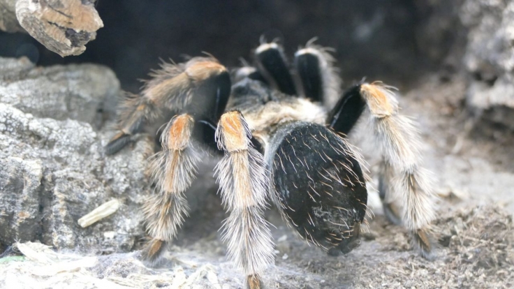 Anna Und Die Wilden Tiere Spinnen