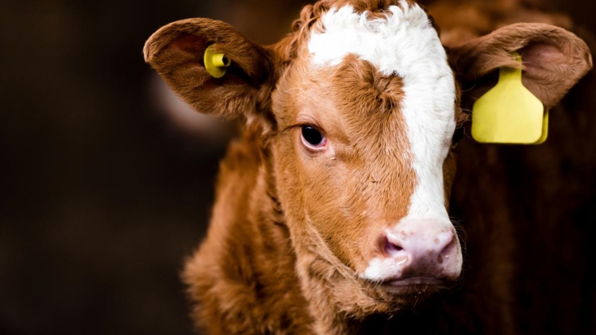 Auf einem Bauernhof wurde ein mutiertes Kalb geboren. (Foto)