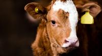 Auf einem Bauernhof wurde ein mutiertes Kalb geboren.