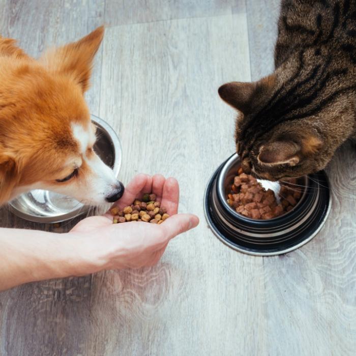 Haustierbesitzer aufgepasst: Futter für Hunde und Katzen wird dringend zurückgerufen
