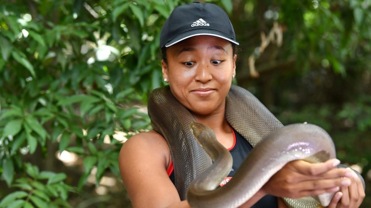 Gl&uuml;cksbringer? Vor einem internationalen Tennisturnier in Brisbane bekommt Naomi Osaka 2018 eine 274 cm lange Olivenpython um den Hals gelegt. (Foto)
