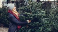 Viele Weihnachtsbäume sind laut BUND-Test mit Pestiziden belastet.