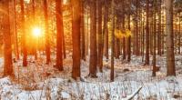 Wie das Wetter im Februar 2017 werden könnte, verrät der Hundertjährige Kalender.
