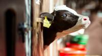 In den USA wurde ein Kalb mit fünf Beinen geboren.