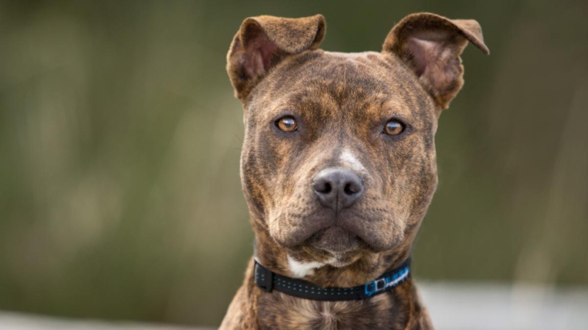 In England wurde ein Pitbull brutal vergewaltigt. (Foto)