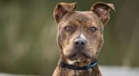 In England wurde ein Pitbull brutal vergewaltigt.