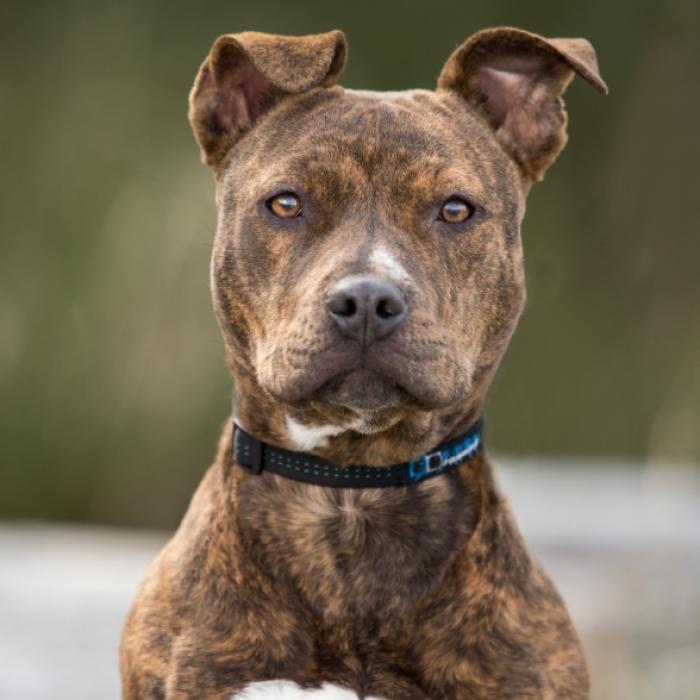 Sein Darm hing heraus! Hund brutal vergewaltigt