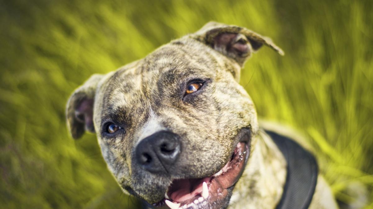 Gegen den streunenden Pitbull hatte der kleine Cameron keine Chance. (Foto)