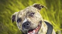 Gegen den streunenden Pitbull hatte der kleine Cameron keine Chance.