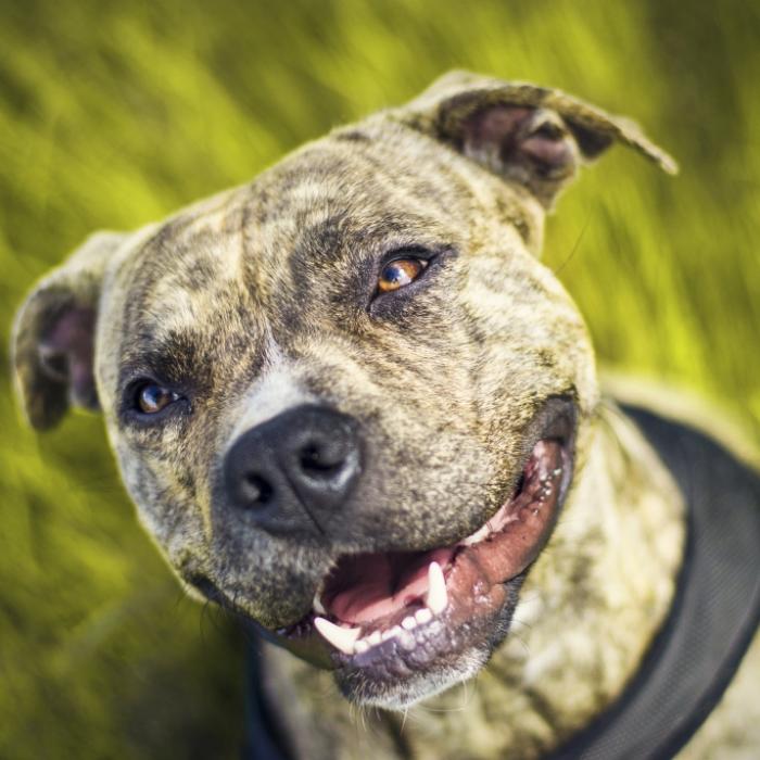 Junge (6) von streunendem Pitbull zerfleischt