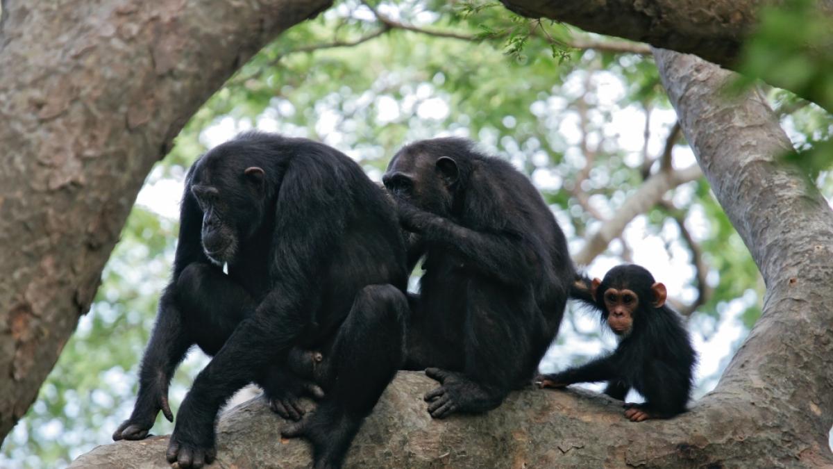 Im Dorf Mwamgongo nahe dem Gombe-Nationalpark hat eine Affenbande ein Baby entf&uuml;hrt und get&ouml;tet. (Foto)