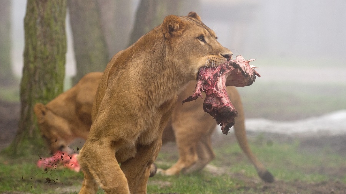 L&ouml;wenf&uuml;tterung im Serengeti-Park in Hodenhagen. (Foto)