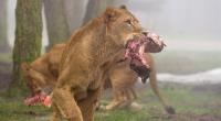 Löwenfütterung im Serengeti-Park in Hodenhagen.