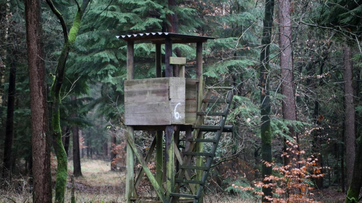 Das M&auml;dchen wurde an einem Hochsitz im Wald vergewaltigt. (Foto)