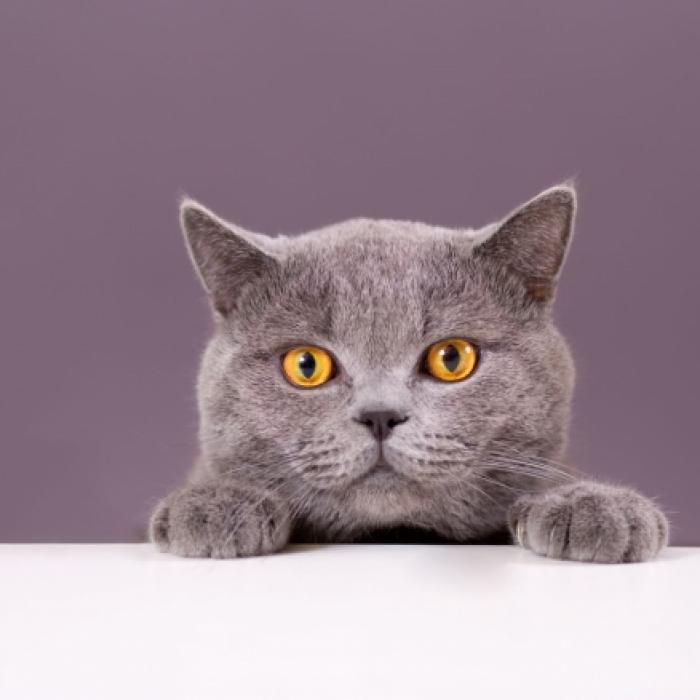 Katze ohne Tatzen, Ohren und Schwanz kann wieder laufen