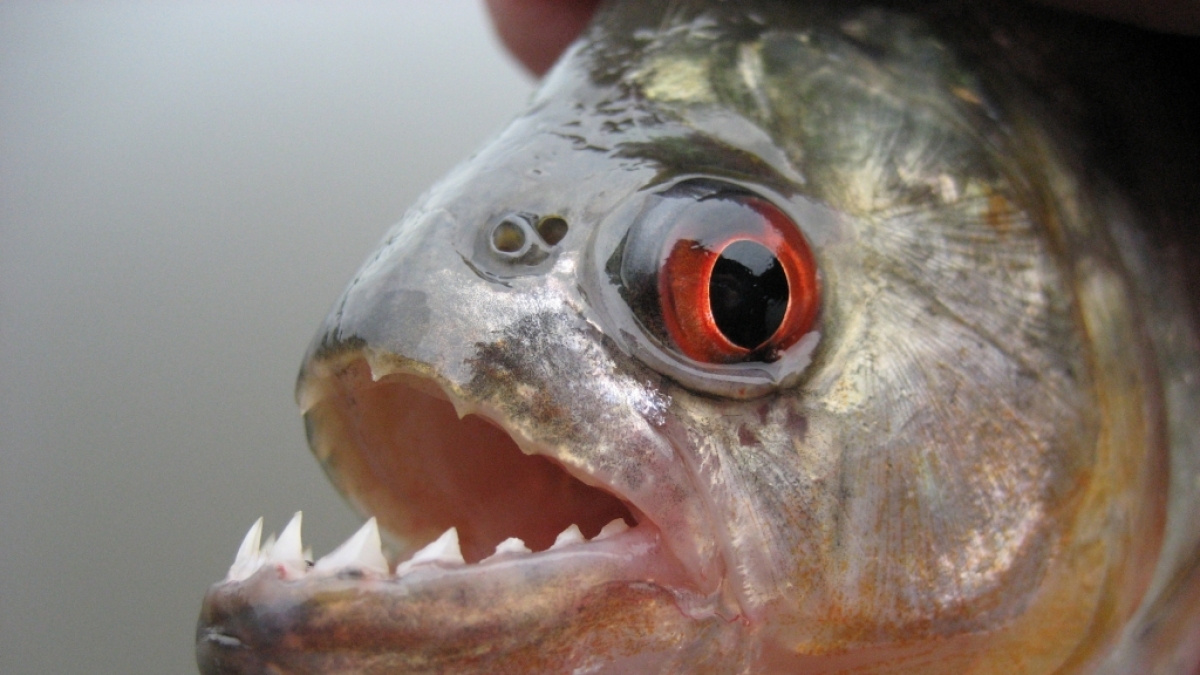 In Brasilien wurde ein Mann von einem Schwarm Piranhas zerfleischt. (Foto)