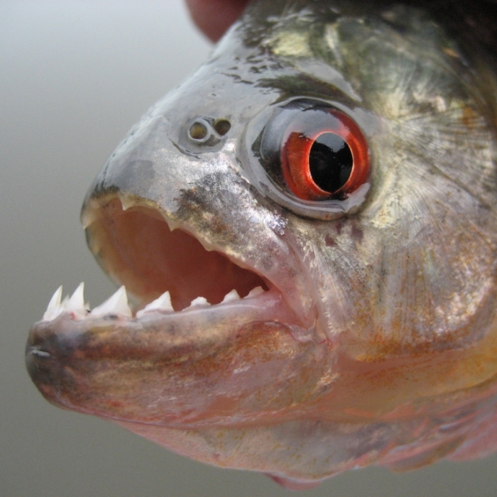 Mann (30) von Killer-Piranhas zerfleischt