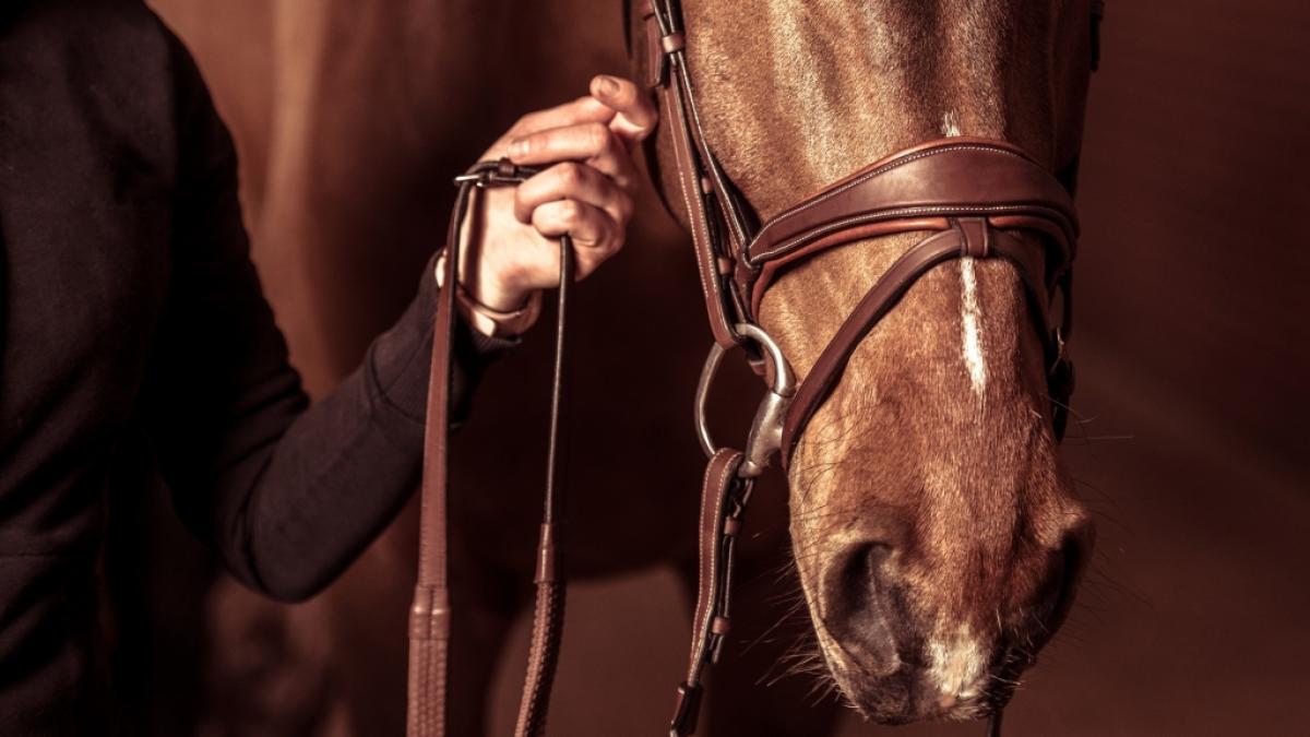 Aktuelle Nachrichten rund um den Pferdesport lesen Sie hier auf news.de. (Foto)