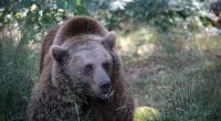 Der Grizzly riss die Frau aus ihrem Zelt und zerfleischte sie.