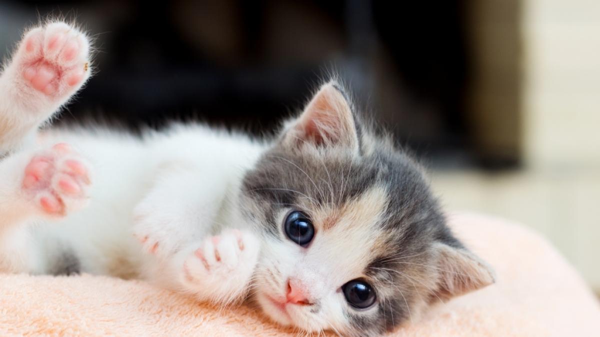 In City County wurde ein Katzenbaby sexuell missbraucht. (Symbolfoto) (Foto)