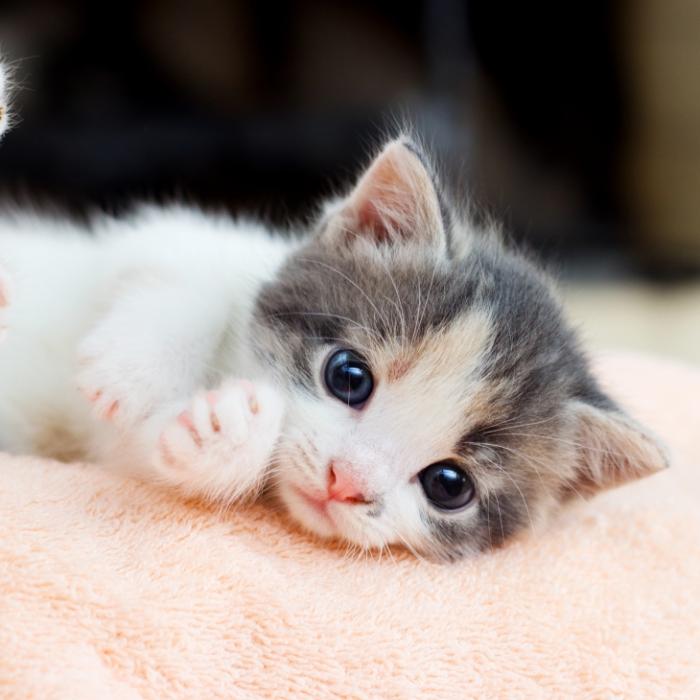 Hirnschäden nach Missbrauch! Katzenbaby schwer behindert