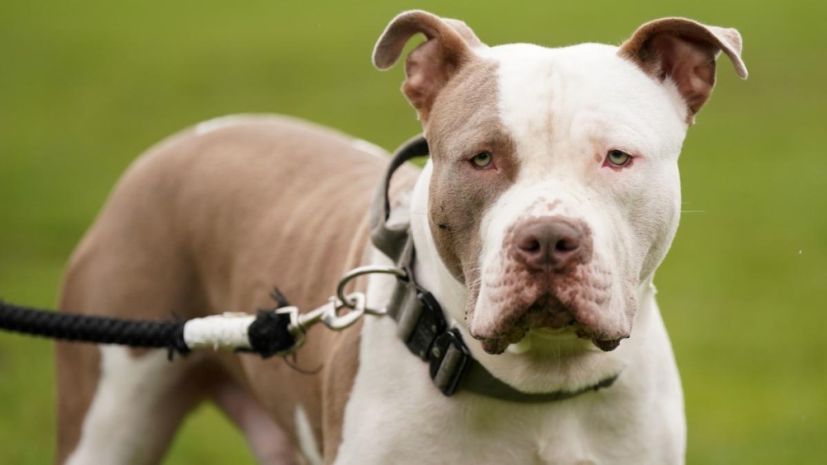 In Gro&szlig;britannien ist die Haltung von XL-Bully-Kampfhunden nur noch unter strengen Auflagen m&ouml;glich. (Foto)