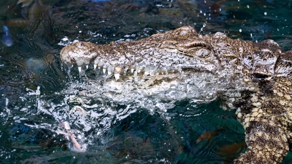 In Florida wurde eine 31-j&auml;hrige Frau von einem Alligator t&ouml;dlich verletzt (Symbolbild). (Foto)
