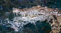 In Florida wurde eine 31-jährige Frau von einem Alligator tödlich verletzt (Symbolbild).