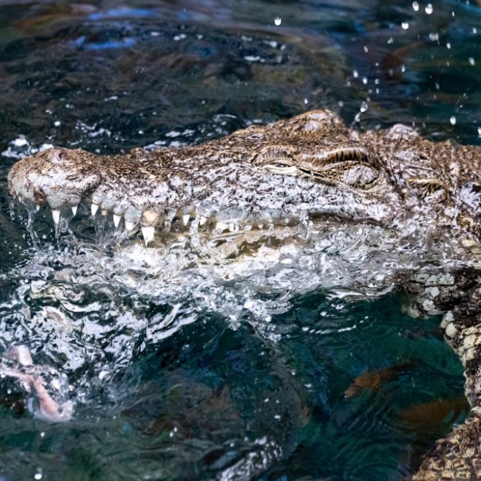 Alligator reißt Frau (31) beide Arme ab - Attacke endet tödlich