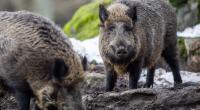 In Texas haben Wildschweine eine Frau zerfleischt.