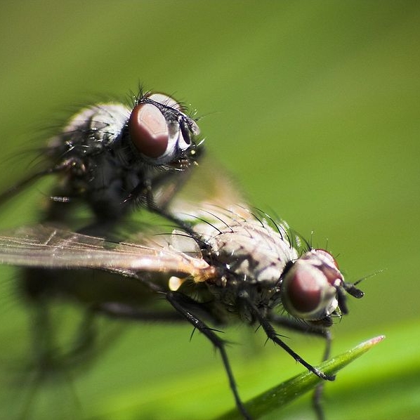 Gegen diese Tiere kackt Mensch gnadenlos ab