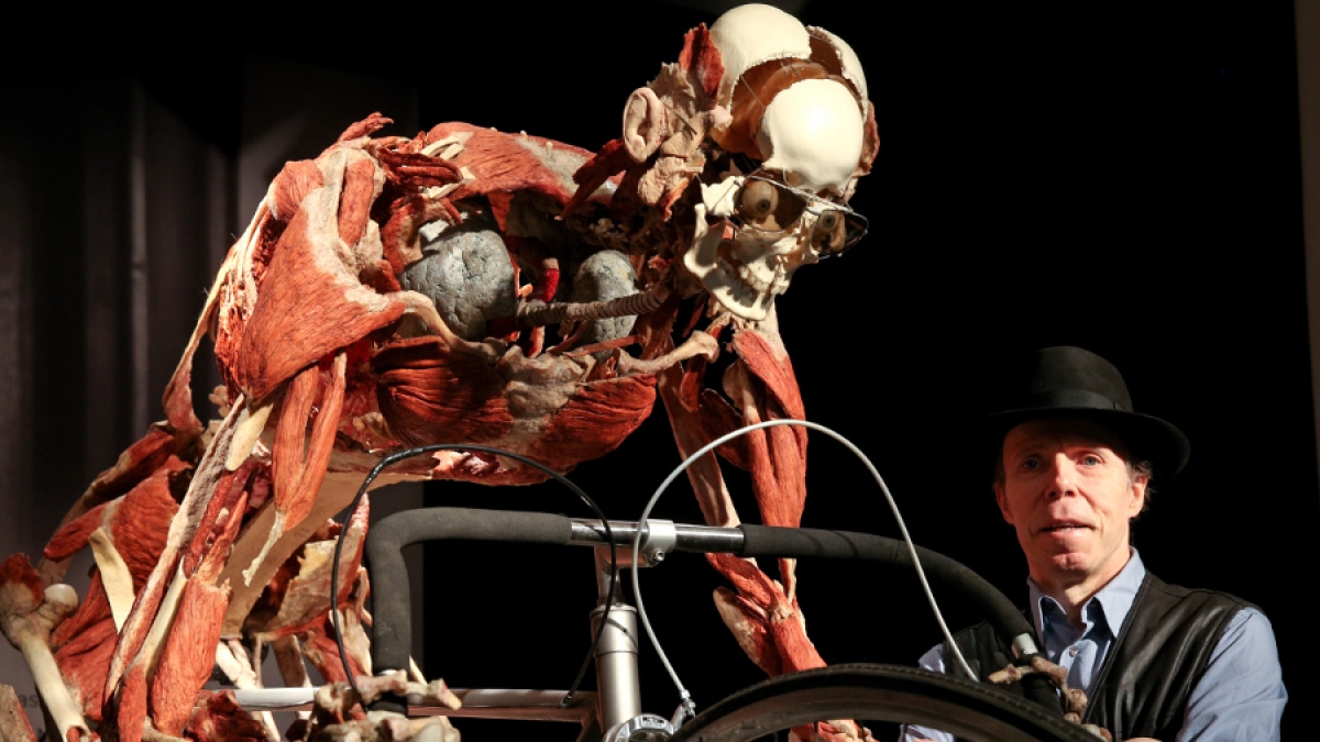 Vom 16. Mai bis 15. Oktober 2014 zeigt Gunther von Hagens in Hamburg seine Ausstellung «Körperwelten - eine Herzenssache». (Foto)