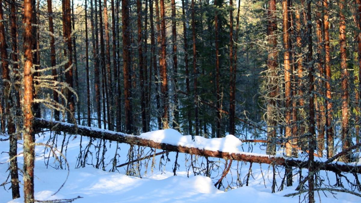 Der belgische YouTuber Storm De Beul erfror einsam in Lappland (Symbolbild). (Foto)