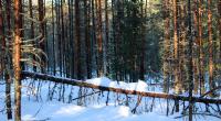 Der belgische YouTuber Storm De Beul erfror einsam in Lappland (Symbolbild).