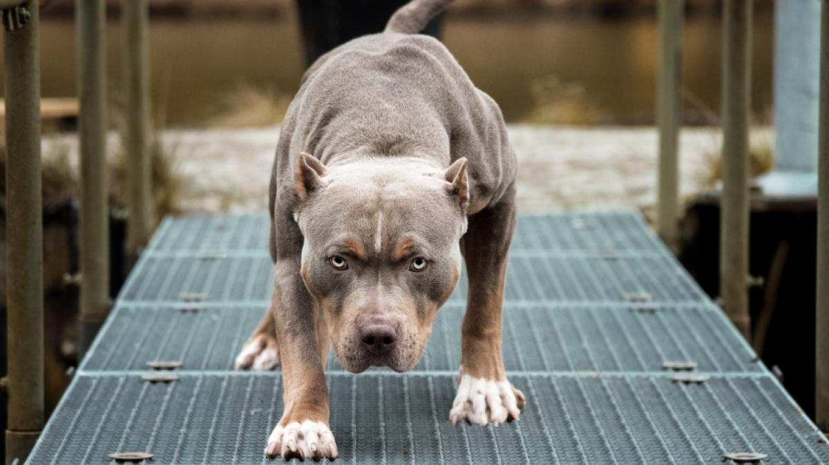 Eine Frau starb bei einer schrecklichen Hunde-Attacke. (Foto)
