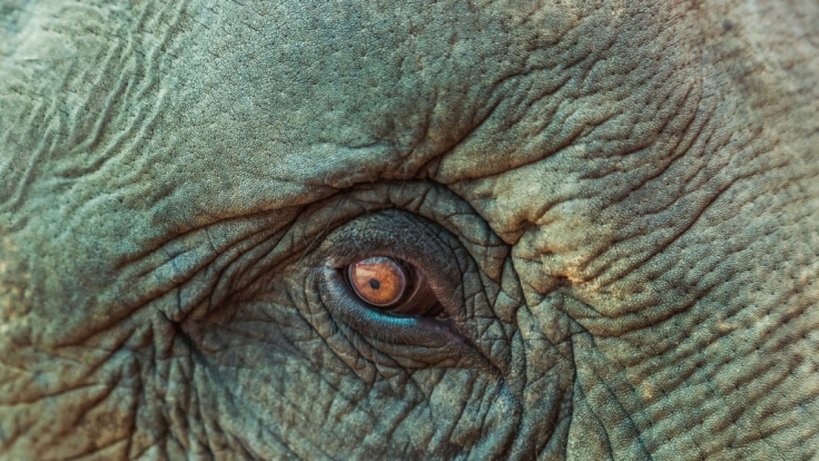 Der asiatische Elefant ist stark gefährdet.