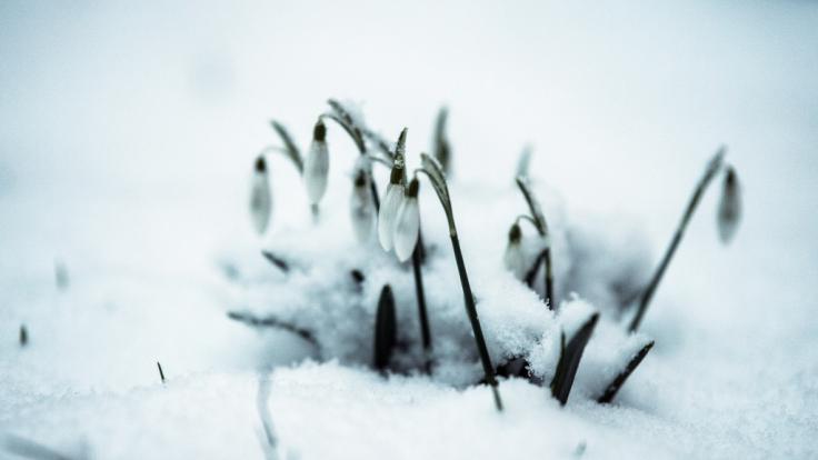 Kommt jetzt der Frühling?