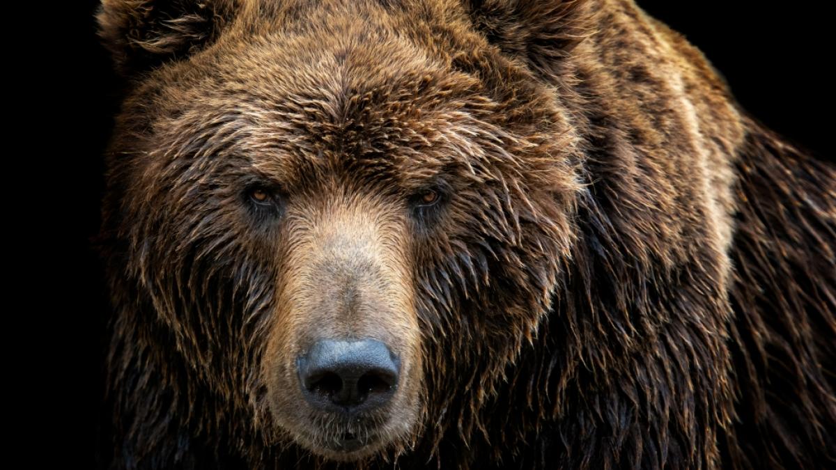 Ein Grizzly hat eine Camperin zerfetzt. (Foto)