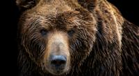 Ein Grizzly hat eine Camperin zerfetzt.