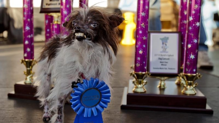 Hässlichkeit ist kein Grund, sich zu verstecken. Auch für Hunde nicht. Peanut, ein Vierbeiner aus North Carolina, gewann den Titel «Hässlichster Hund der Welt».