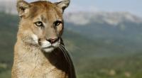 Wie durch ein Wunder hat ein fünfjähriger Junge im US-Bundesstaat Kalifornien den Angriff eines Pumas überlebt (Symbolfoto).