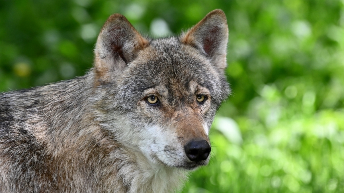 Die Population des Wolfs ist in Deutschland stark gestiegen. (Foto)